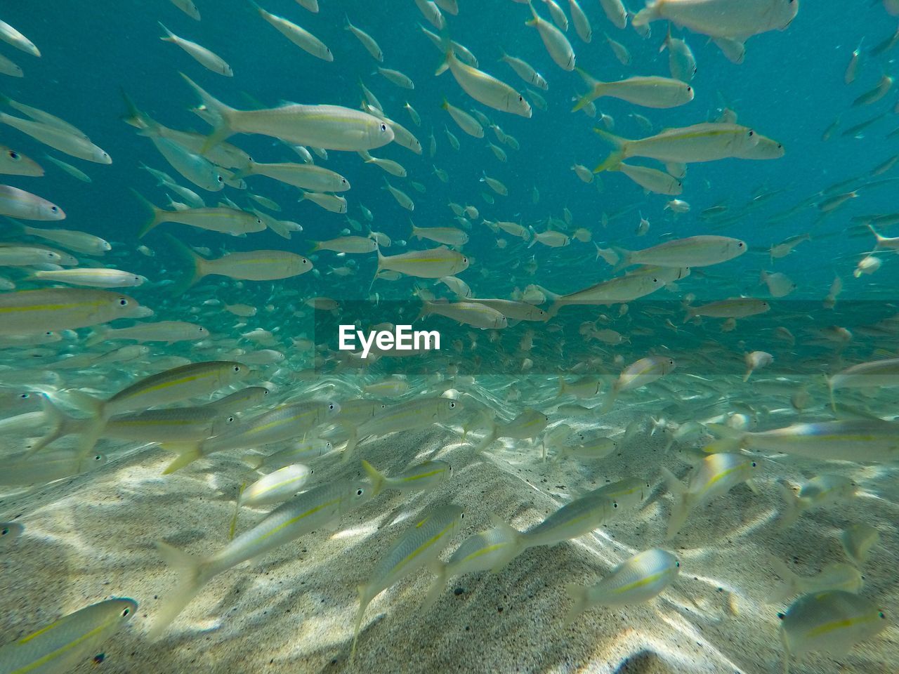 AERIAL VIEW OF FISH SWIMMING IN SEA