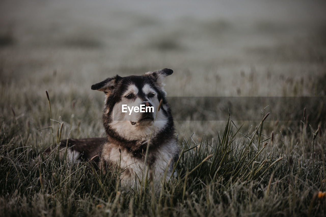 portrait of dog on field