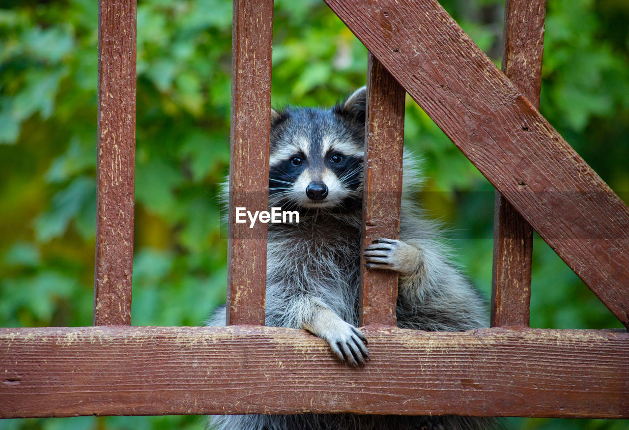 Raccoon peering through a gate