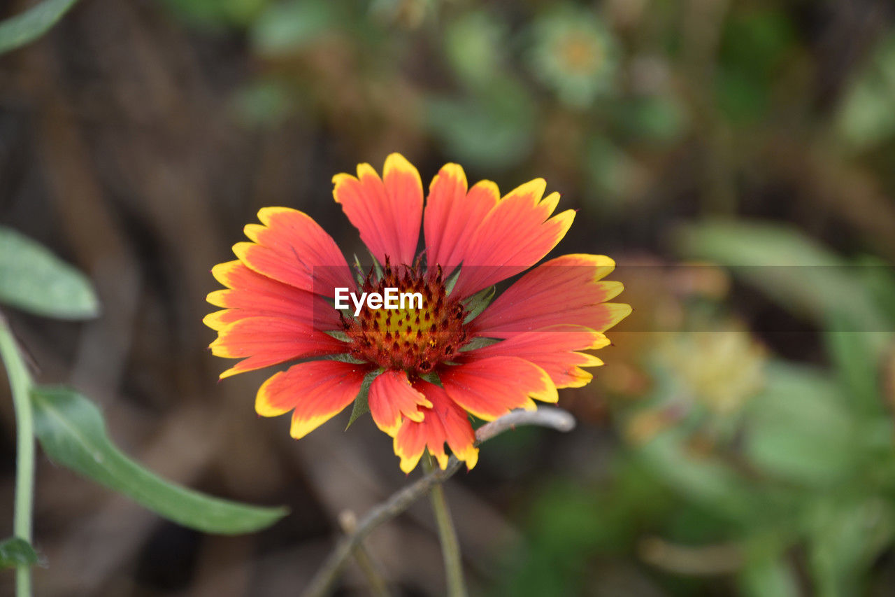 flower, flowering plant, plant, beauty in nature, freshness, flower head, nature, macro photography, petal, close-up, growth, inflorescence, fragility, yellow, wildflower, no people, focus on foreground, outdoors, multi colored, summer, botany, pollen, landscape, environment, red, plant stem, blossom, orange color, pink, day, land, selective focus, field, sunlight, vibrant color, animal wildlife