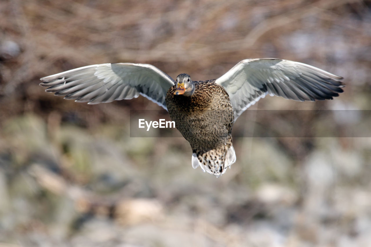 Close-up of duck flying outdoors