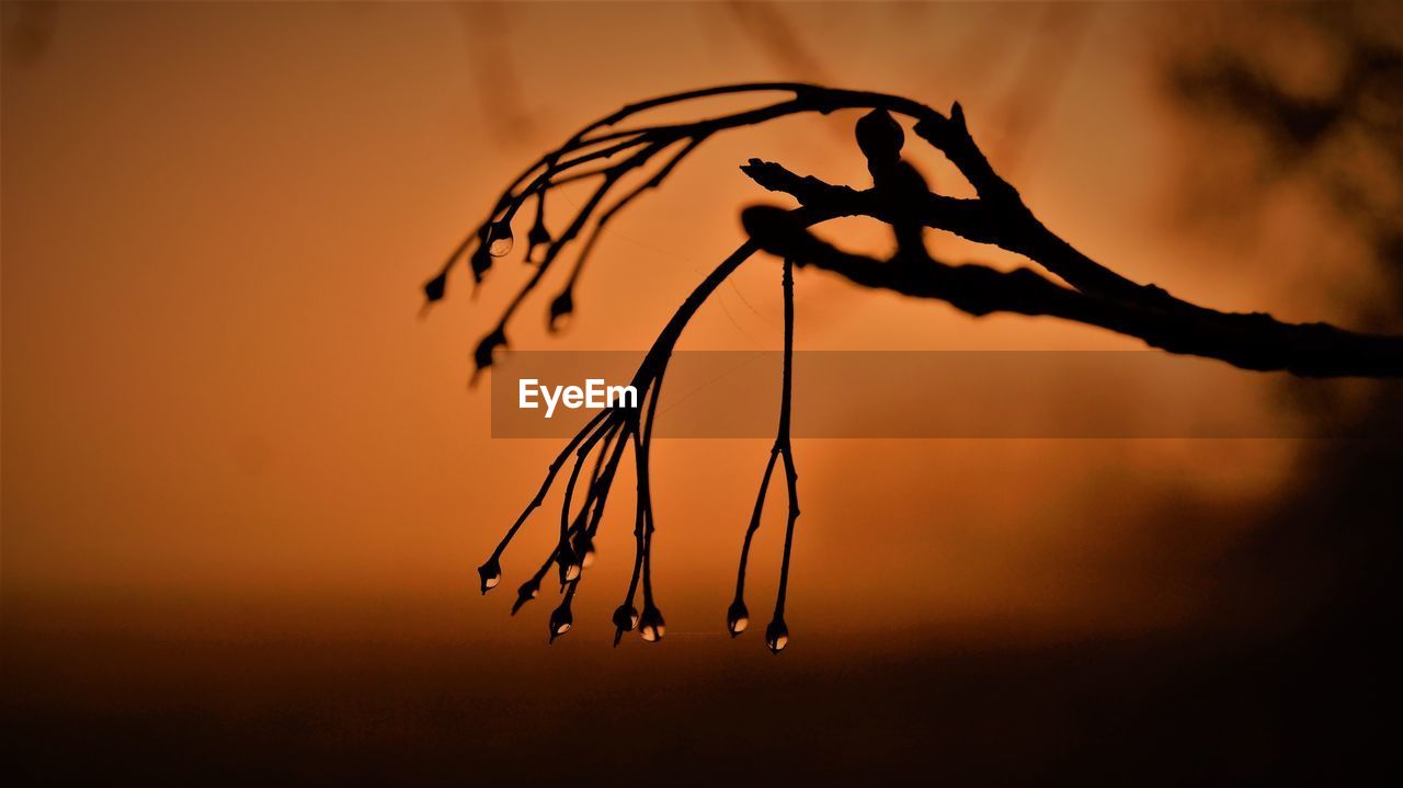 Close-up of silhouette plant against sky during sunset