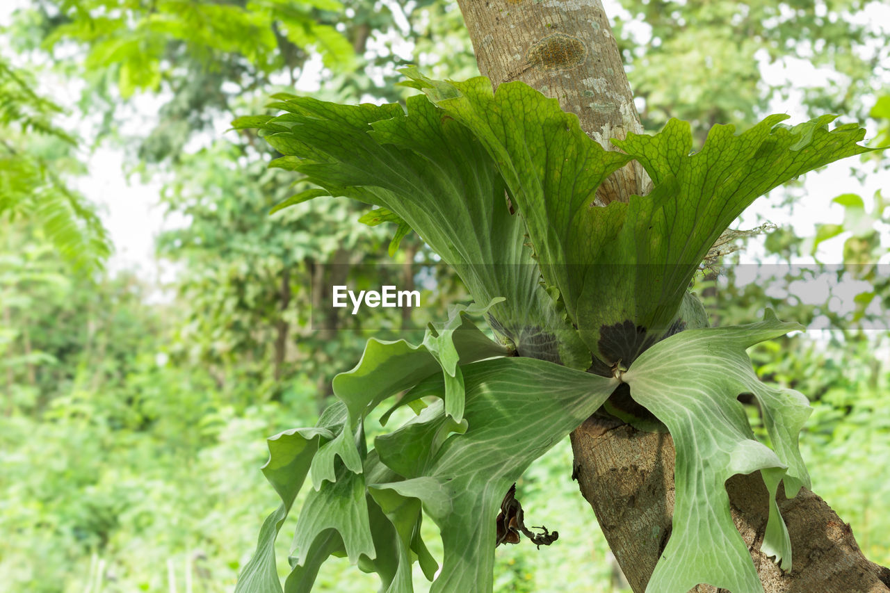 CLOSE-UP OF FRESH GREEN PLANT IN SPRING