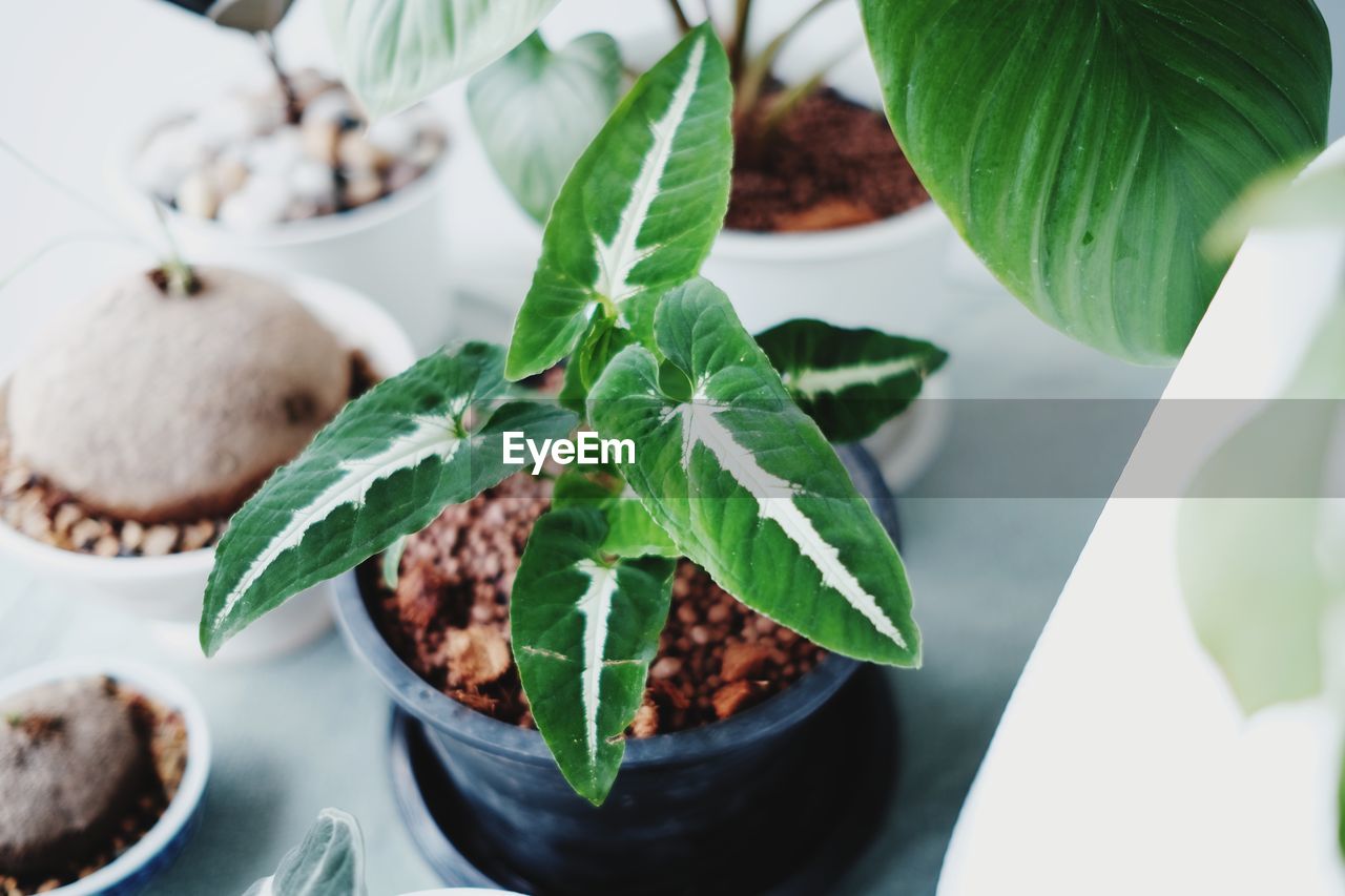 High angle view of potted plants on table