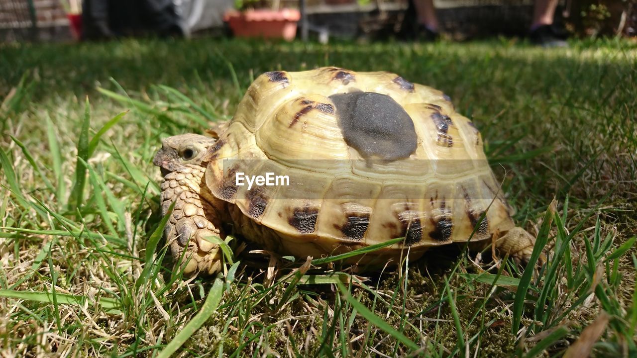 CLOSE-UP OF A ANIMAL ON GRASS