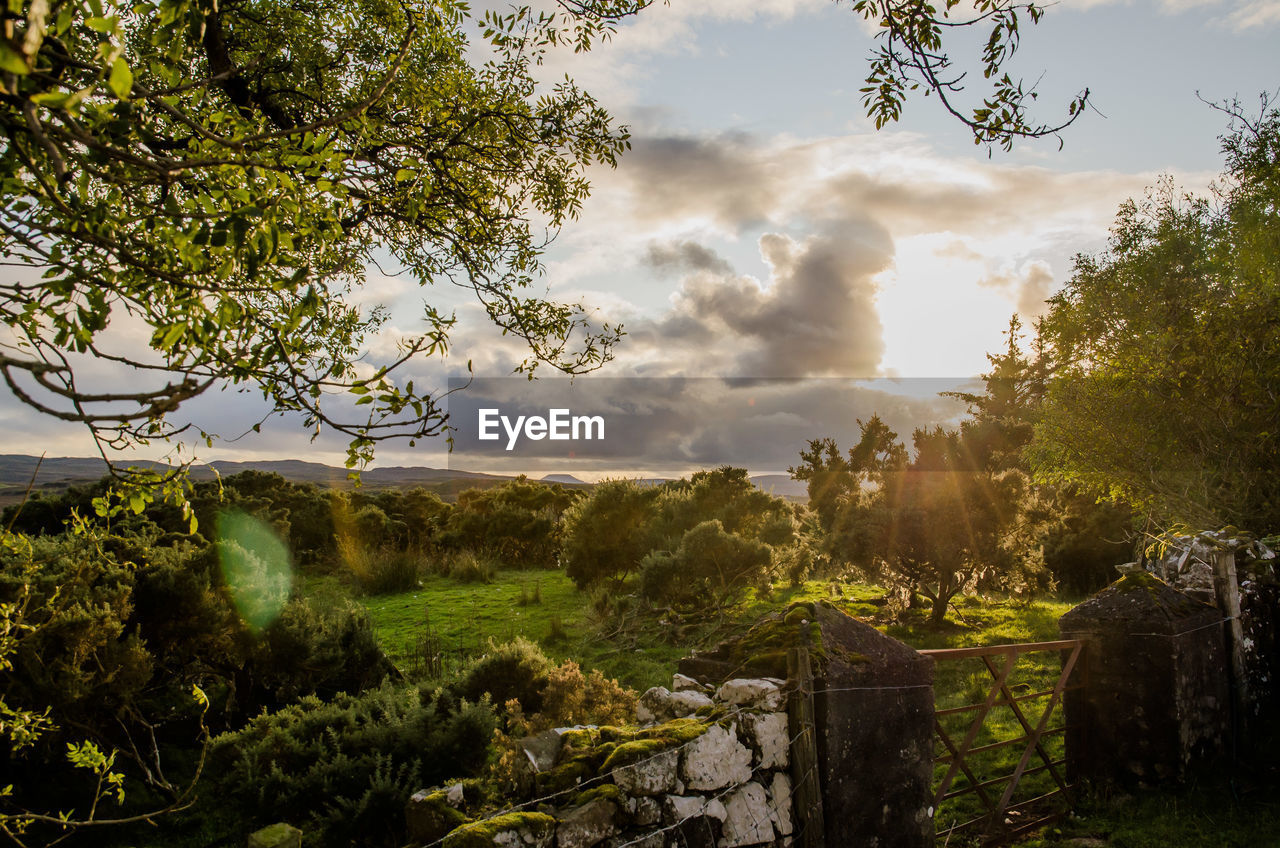 TREES AND PLANTS ON FIELD AGAINST SKY