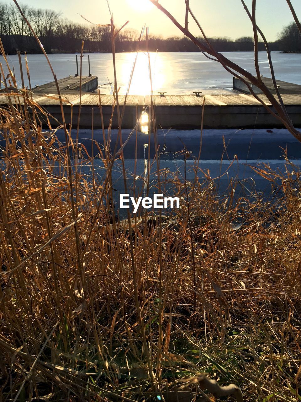 Close-up of grass by sea against sky