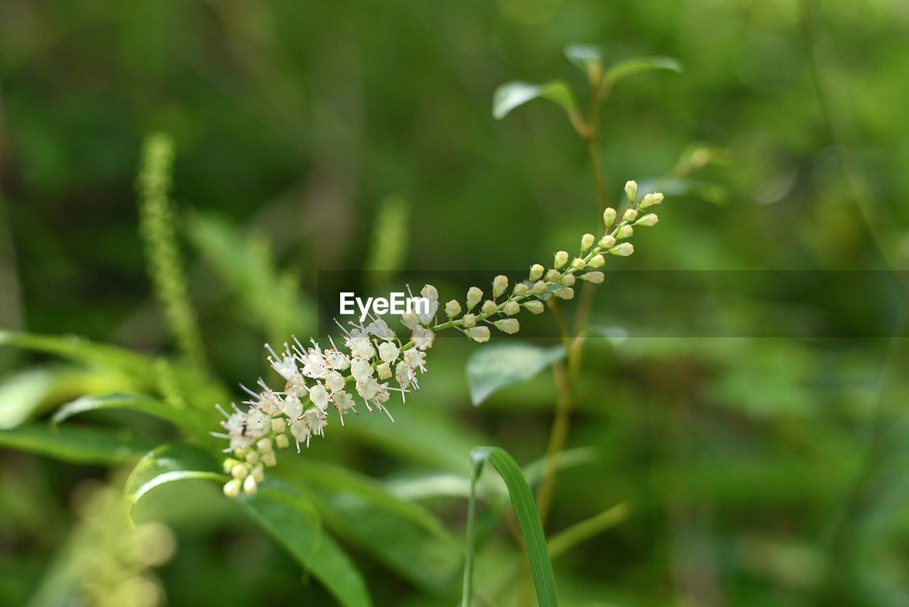 Flowers on field