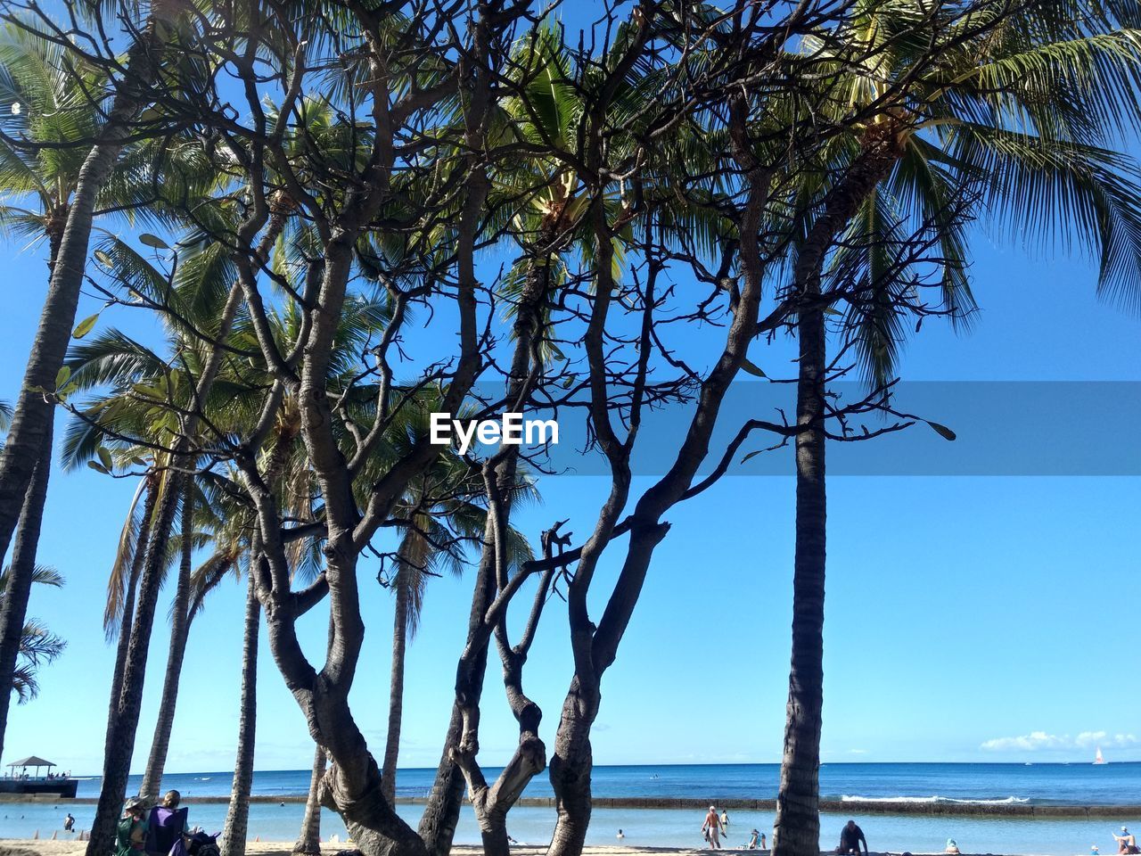 TREES ON BEACH AGAINST BLUE SKY