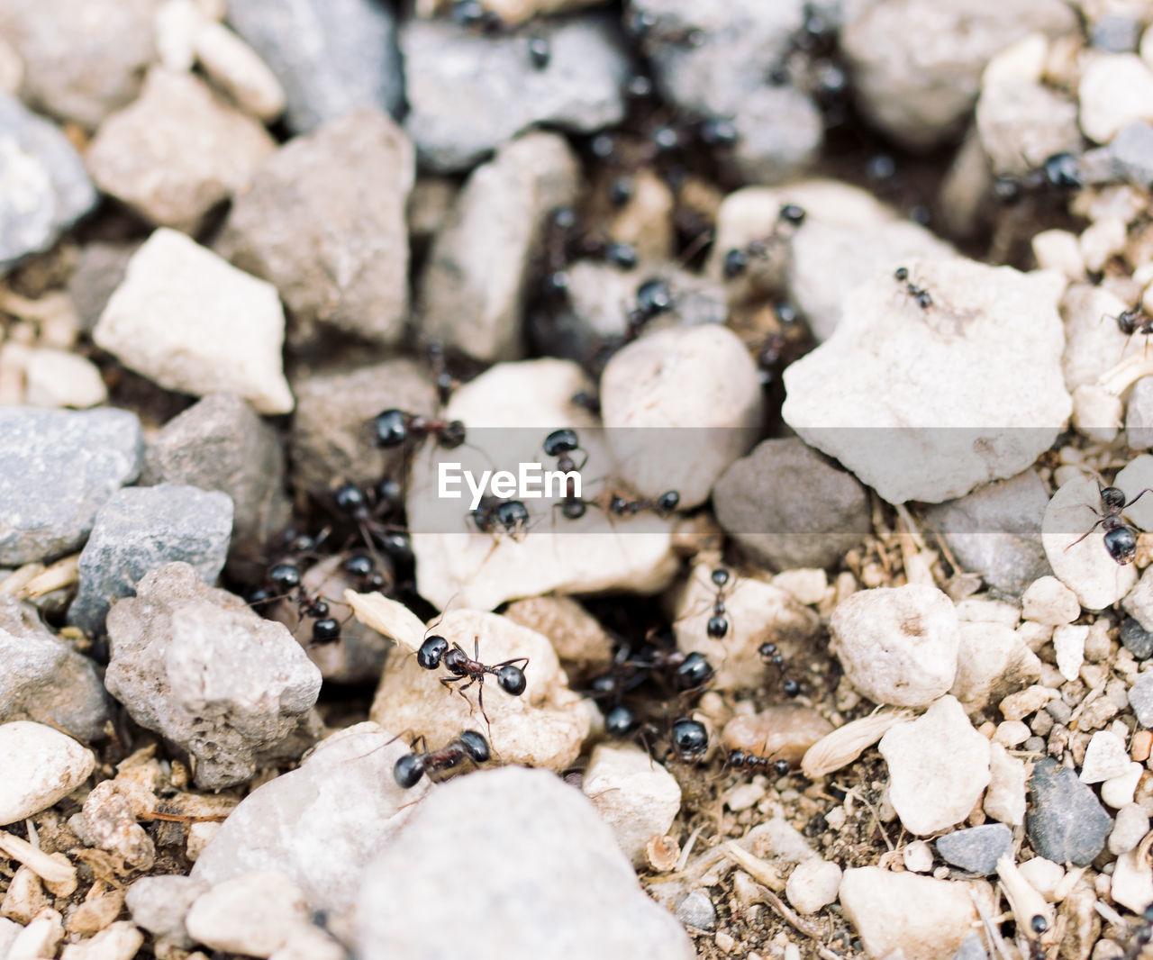 HIGH ANGLE VIEW OF INSECT ON PEBBLES