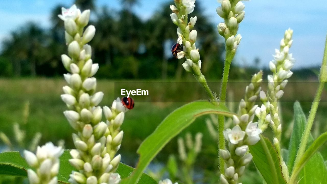 CLOSE-UP OF LADYBUG ON PLANTS