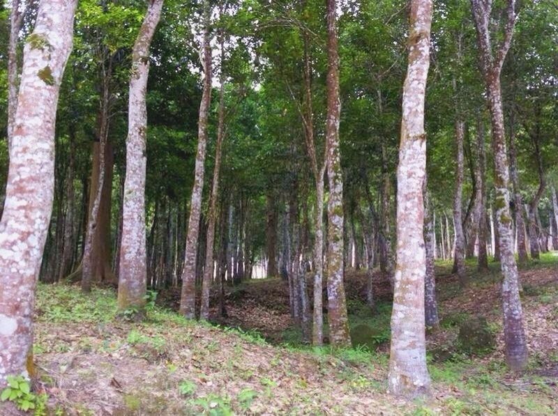 VIEW OF TREES IN FOREST