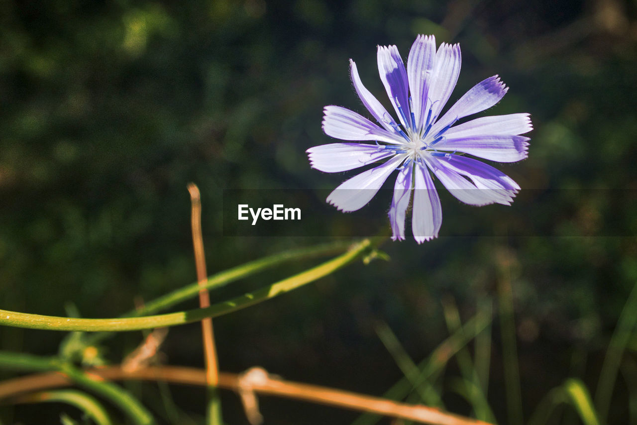 CLOSE-UP OF PURPLE FLOWER