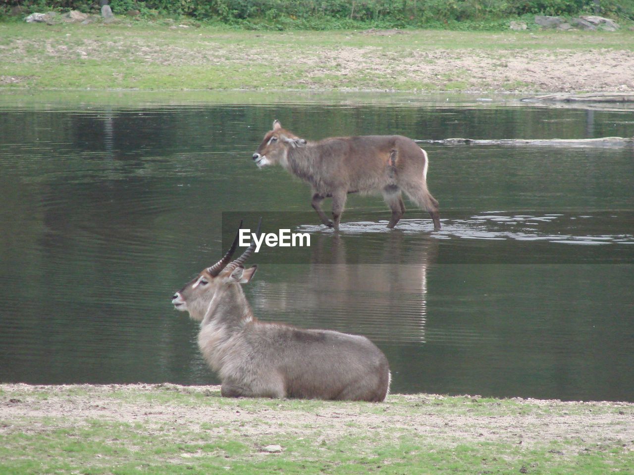 DEER IN A WATER