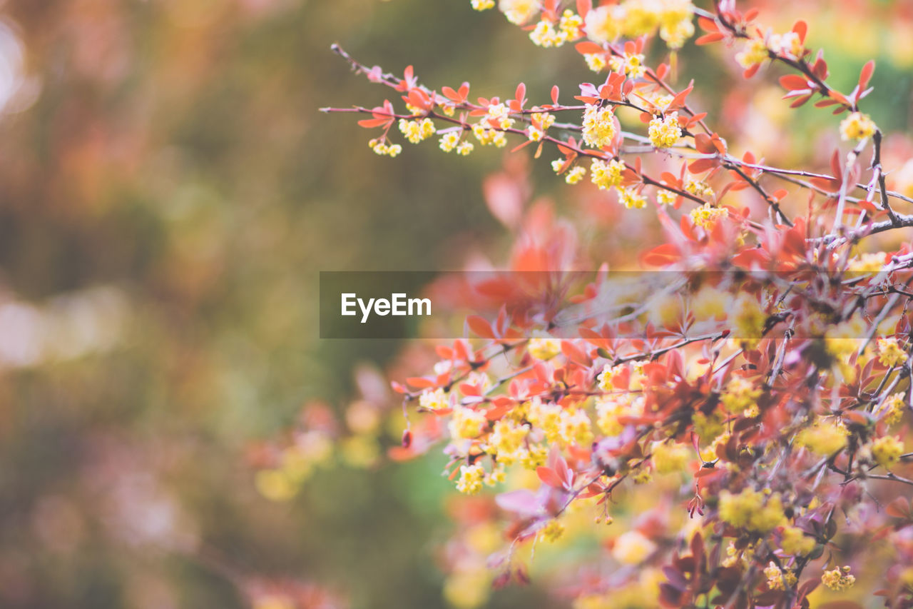 Close-up of cherry blossom on tree during autumn