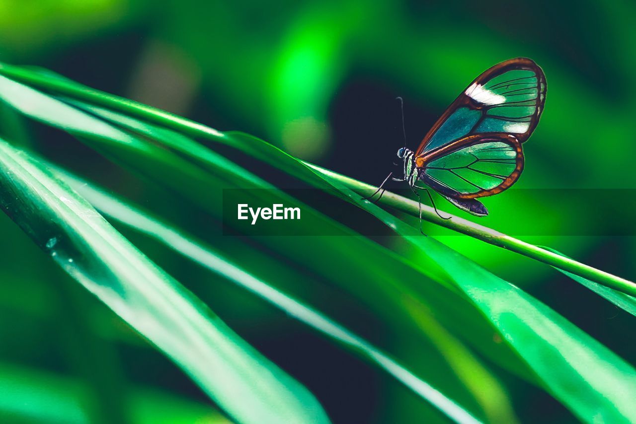 Close-up of butterfly on plant