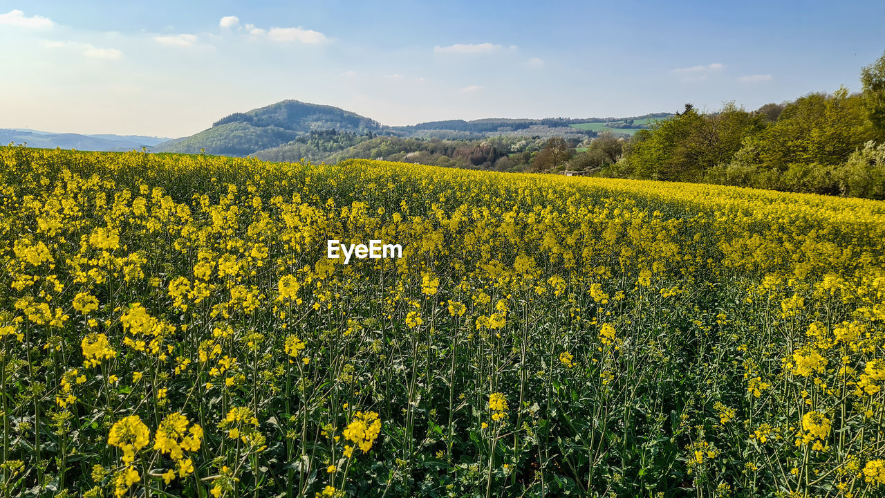 plant, landscape, land, beauty in nature, flower, rapeseed, field, yellow, flowering plant, environment, rural scene, scenics - nature, agriculture, vegetable, canola, growth, sky, freshness, nature, produce, oilseed rape, crop, meadow, tranquility, tranquil scene, springtime, farm, mountain, prairie, no people, tree, abundance, blossom, cloud, rural area, food, mustard, idyllic, grassland, day, wildflower, outdoors, mountain range, non-urban scene, brassica rapa, fragility, vibrant color, sunlight, travel destinations