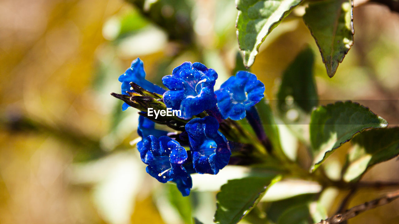 CLOSE-UP OF PURPLE FLOWERING PLANT AGAINST BLUE SKY