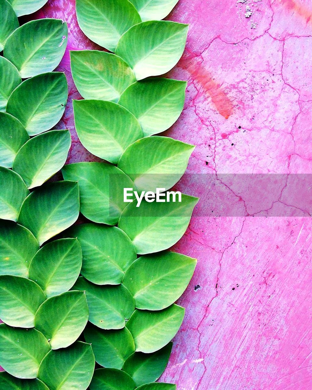 CLOSE-UP OF GREEN LEAVES