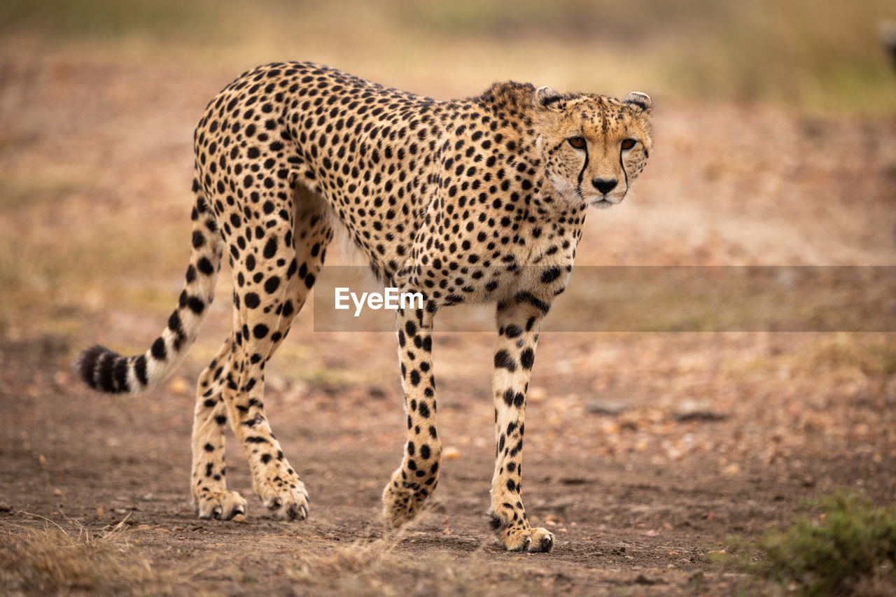 Portrait of cheetah walking on field