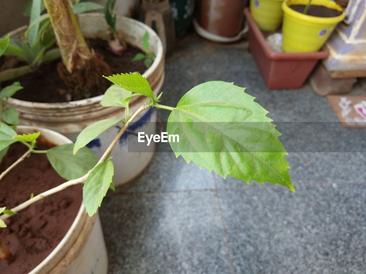 CLOSE-UP OF PLANT