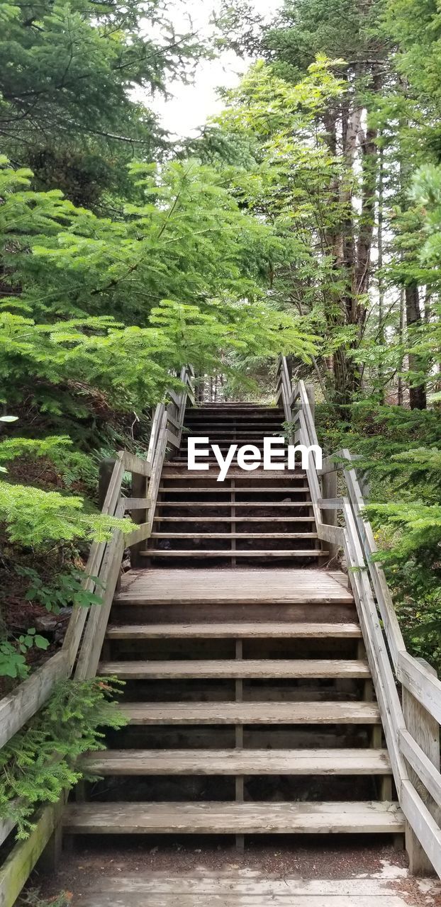 LOW ANGLE VIEW OF STEPS IN FOREST