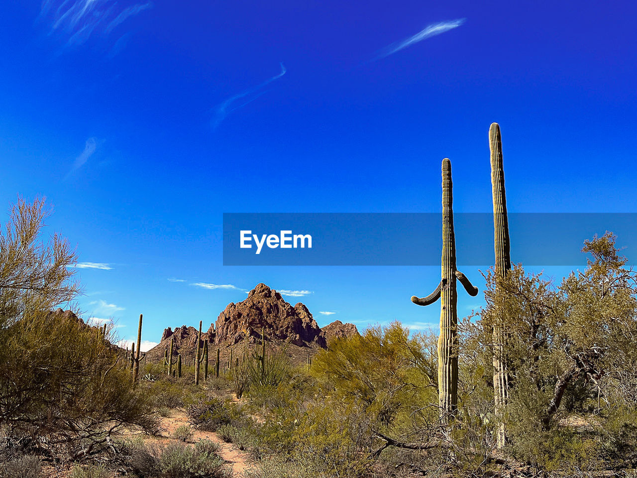 sky, cactus, succulent plant, plant, nature, blue, mountain, scenics - nature, desert, landscape, environment, saguaro cactus, wilderness, tree, no people, land, beauty in nature, semi-arid, non-urban scene, rock, clear sky, tranquility, outdoors, tranquil scene, natural environment, travel destinations, cloud, sunny, arid climate, travel, growth, day