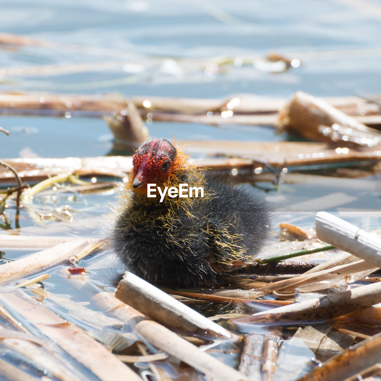 Close-up of young coot swimming in lake