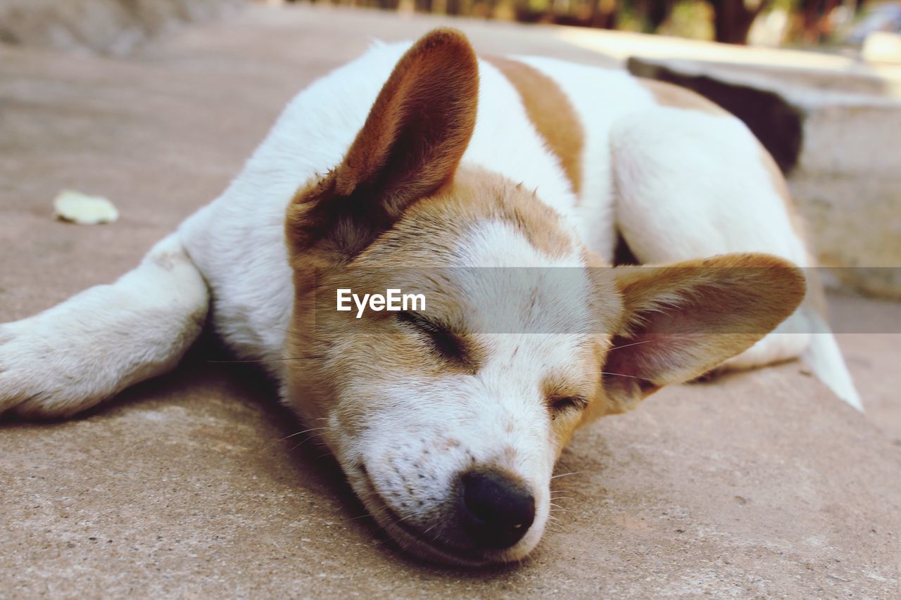 Close-up of a dog sleeping