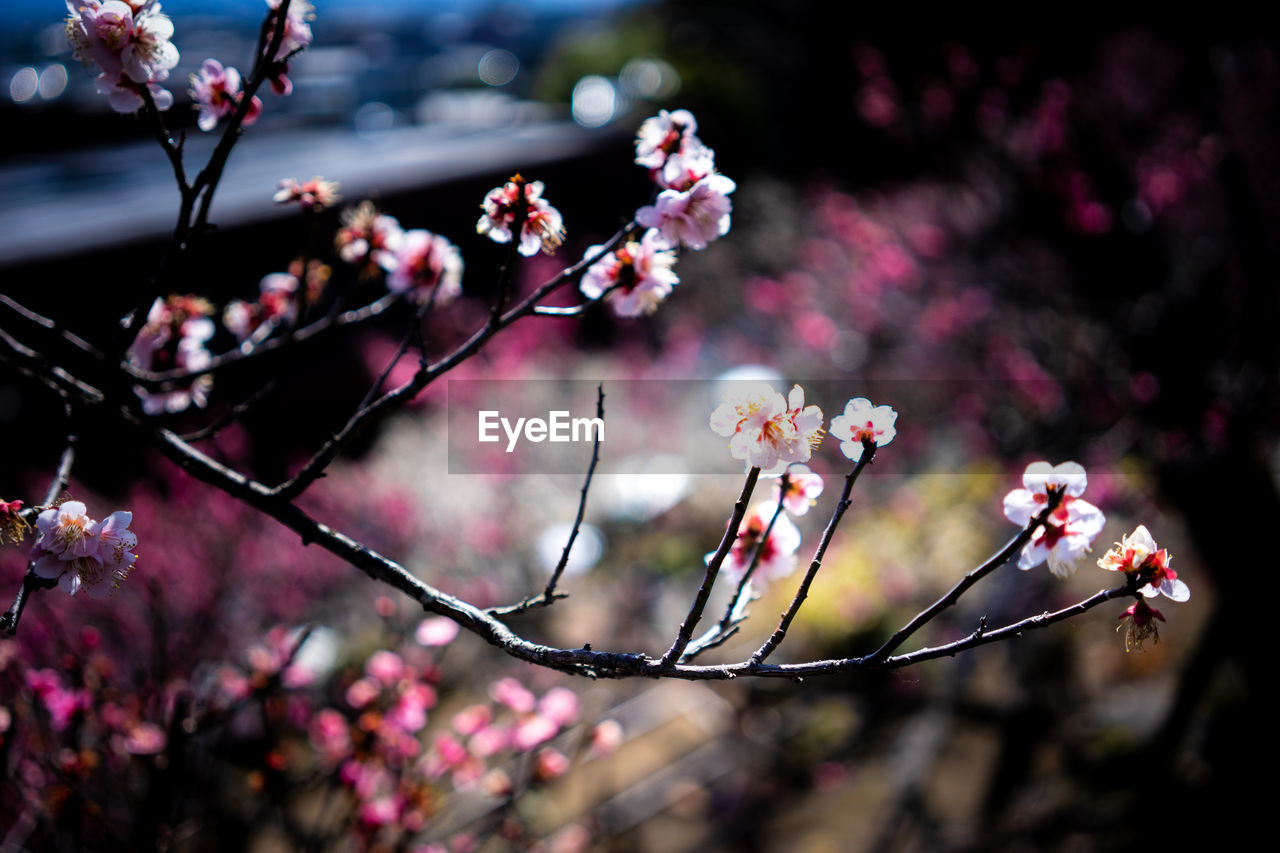 Close-up of pin plum blossom