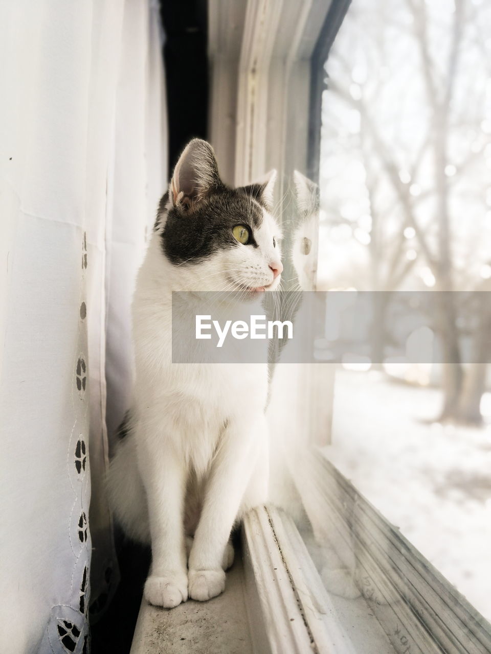 Close-up of cat sitting outdoors