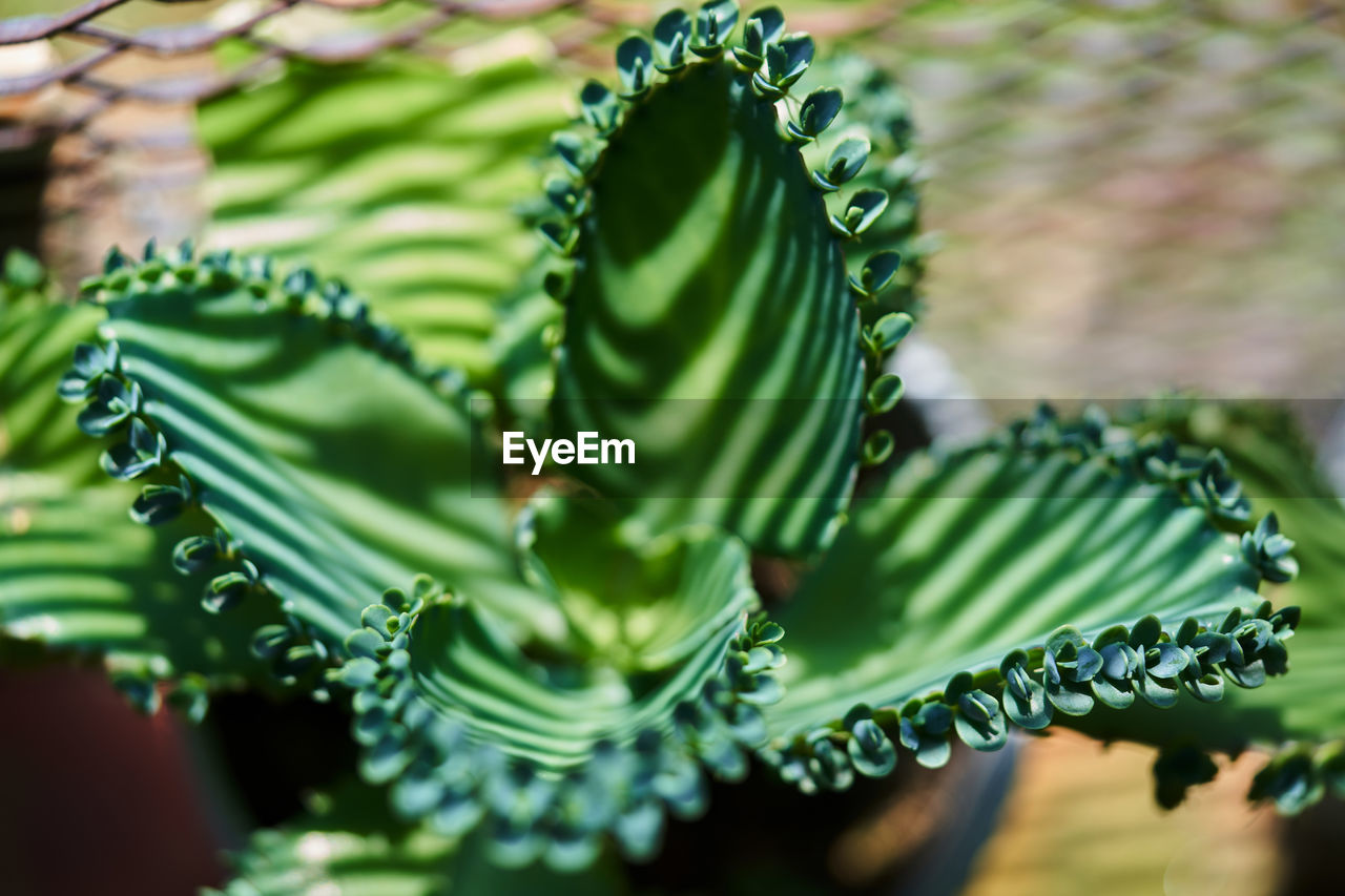 CLOSE-UP OF SUCCULENT PLANT OUTDOORS