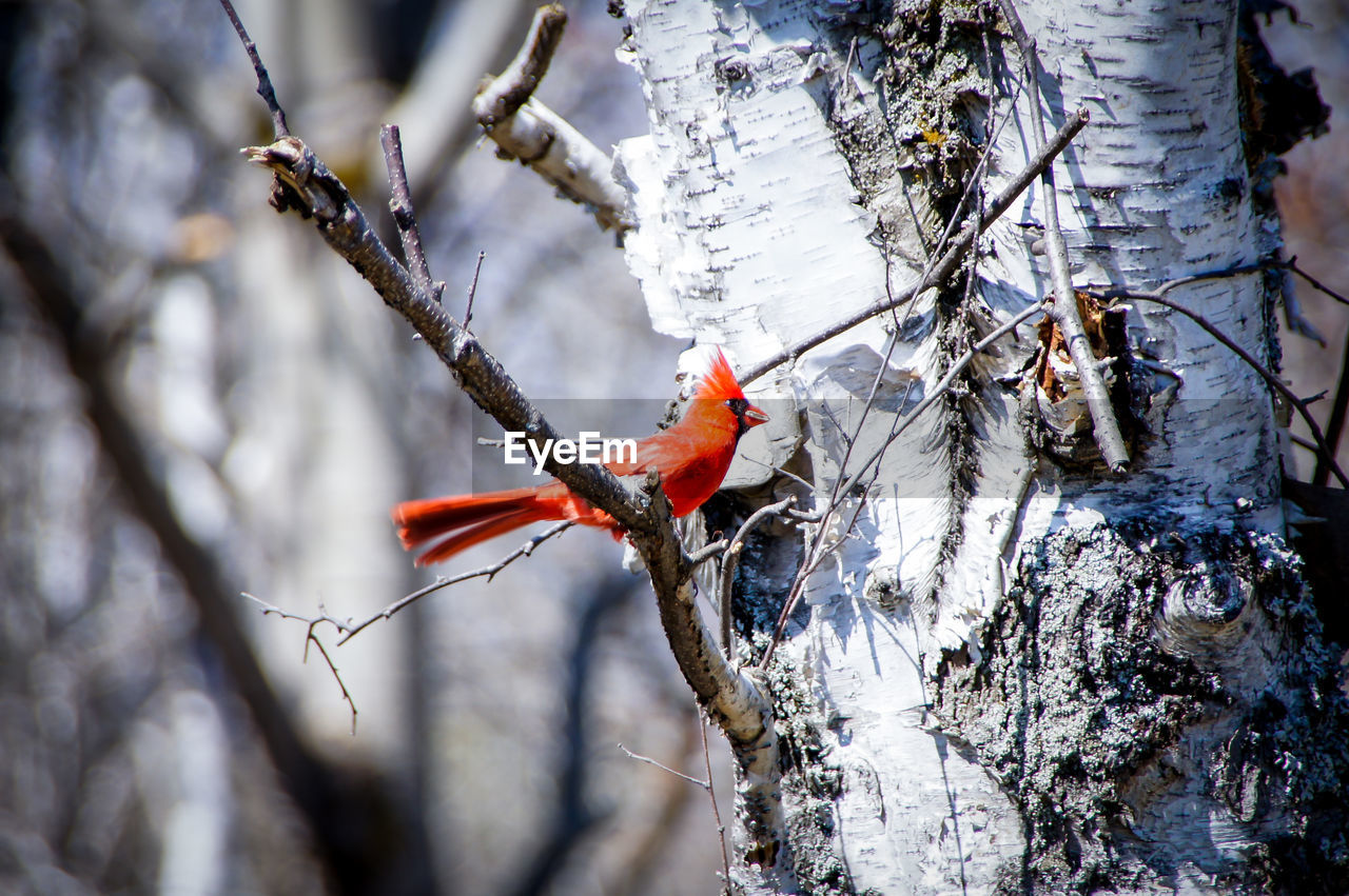 Red cardinal perched on a branch