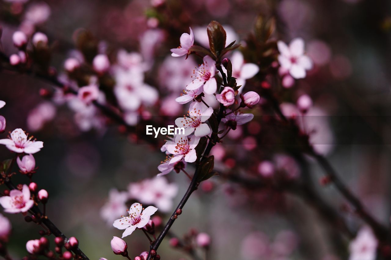 CLOSE-UP OF CHERRY BLOSSOM