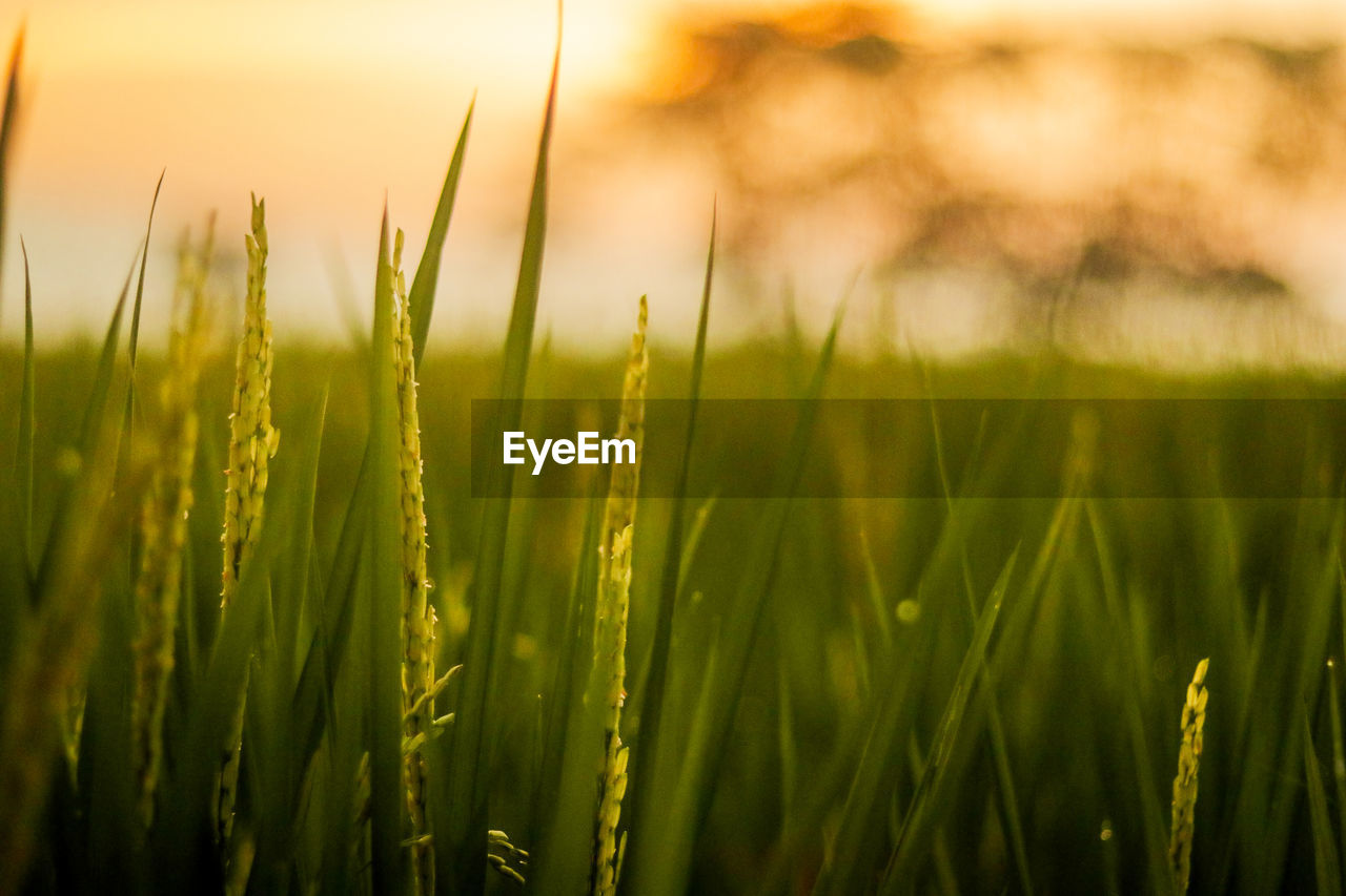 CLOSE-UP OF CORN FIELD