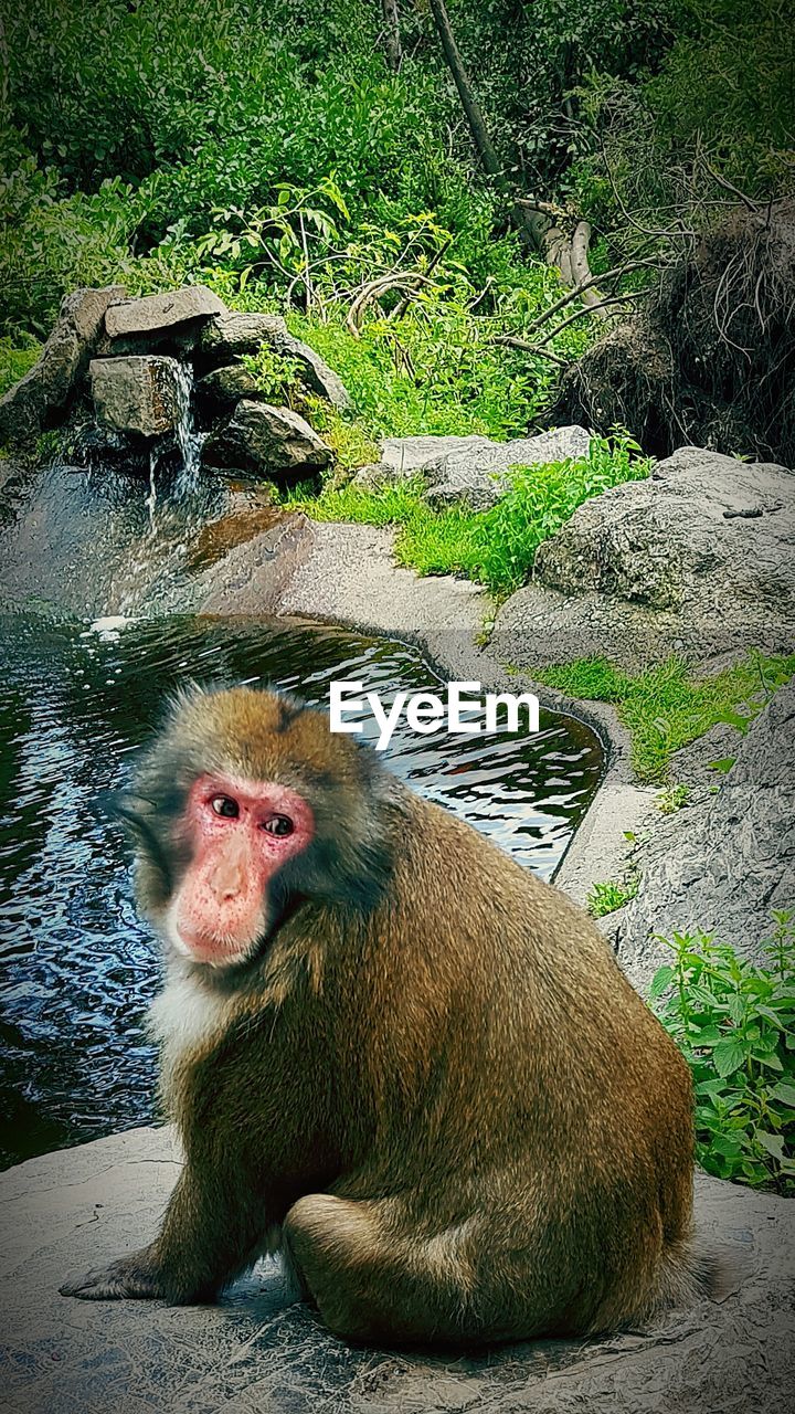 MONKEY SITTING ON STONE WALL