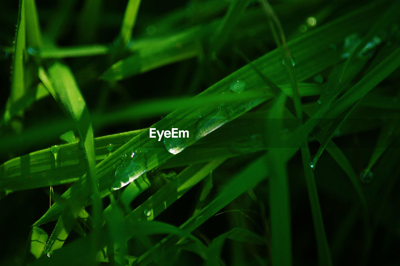 FULL FRAME OF WATER DROPS ON LEAF