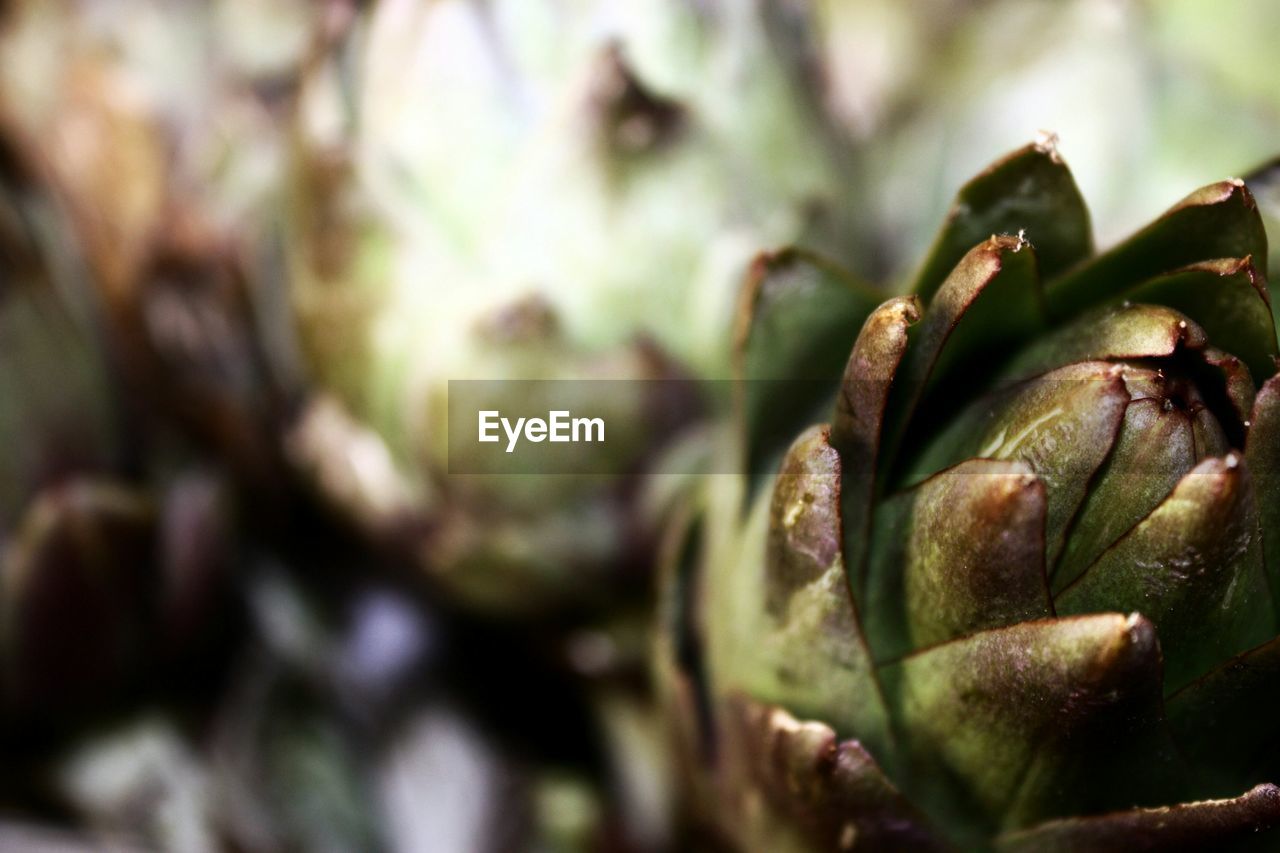 Close-up of plant growing outdoors