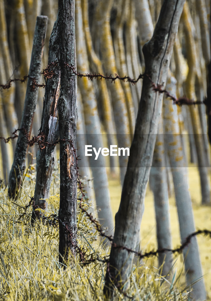 CLOSE-UP OF BAMBOO TREE TRUNK IN FOREST