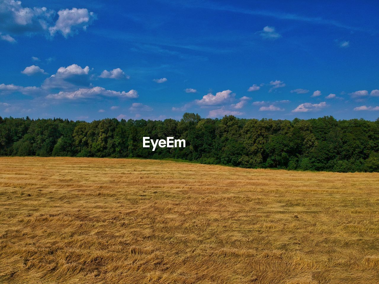 TREES GROWING ON FIELD AGAINST SKY