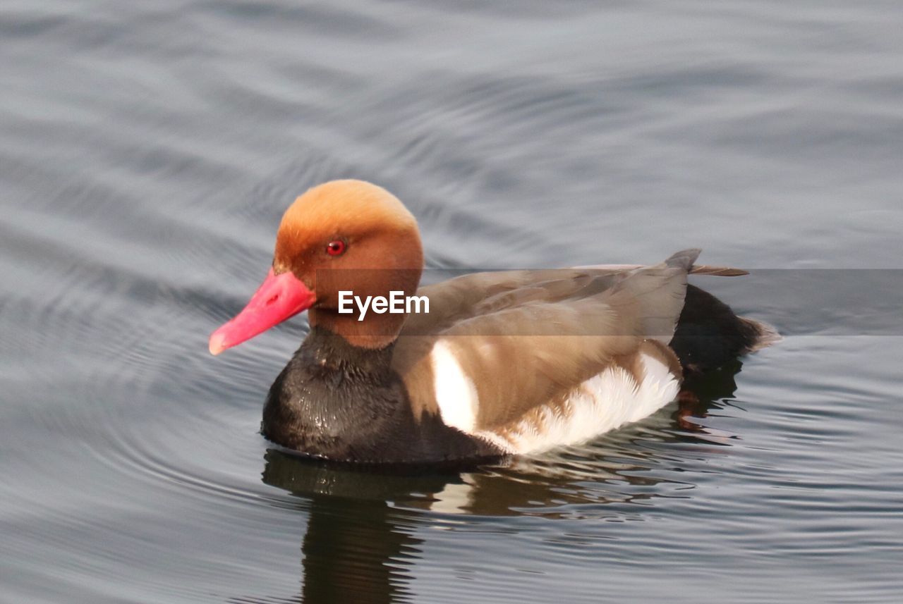 DUCK SWIMMING ON LAKE