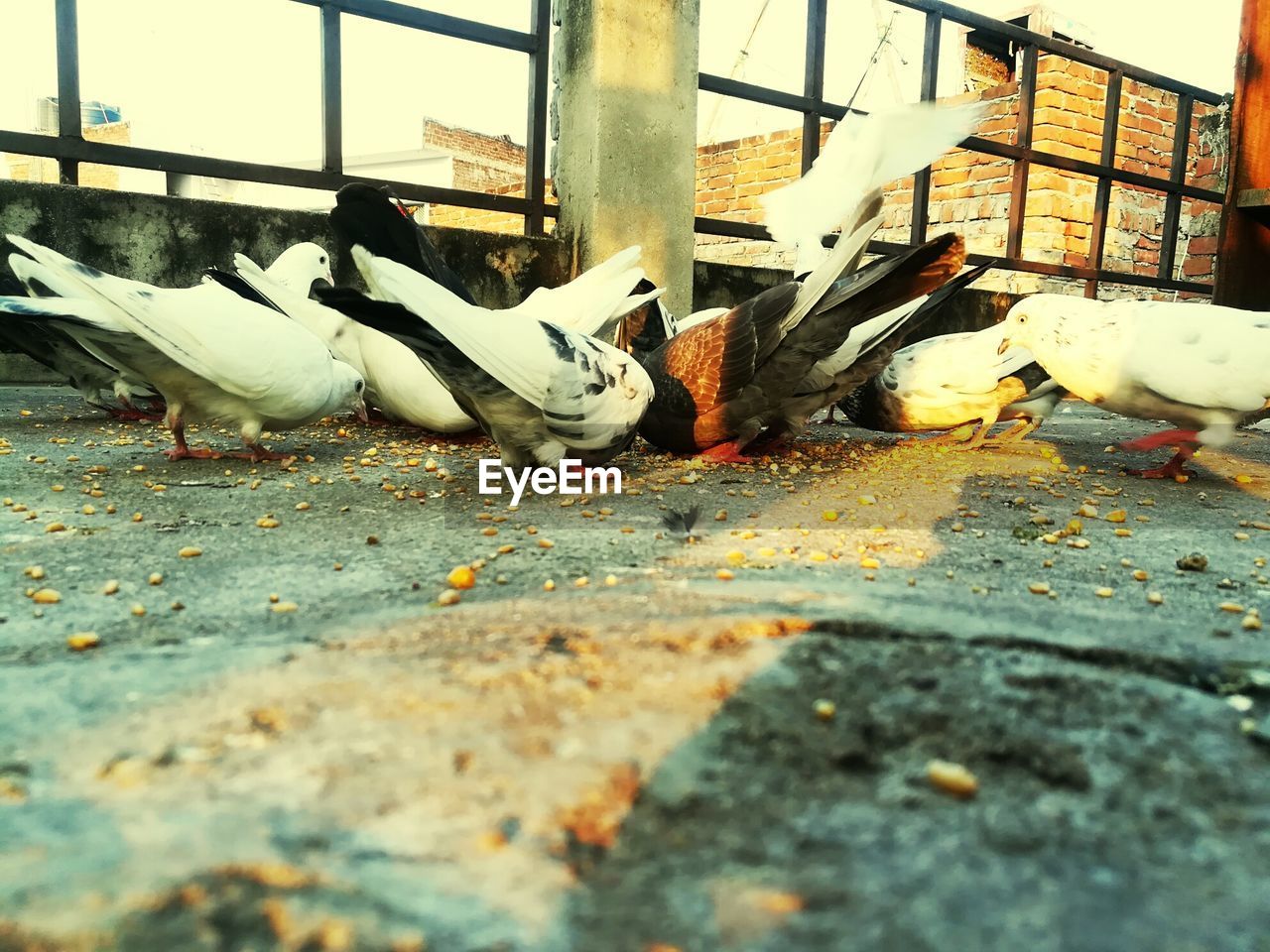 CLOSE-UP OF BIRDS ON THE GROUND