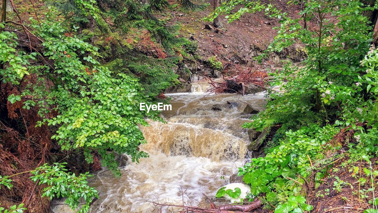 PLANTS BY RIVER IN FOREST