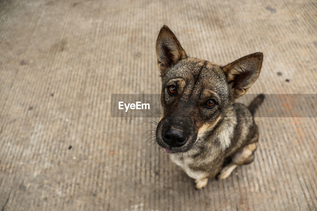 HIGH ANGLE PORTRAIT OF A DOG ON WOODEN SURFACE