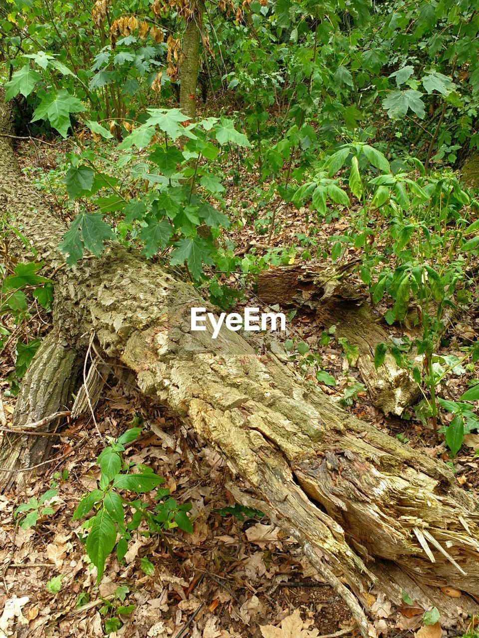 HIGH ANGLE VIEW OF TREES ON FIELD