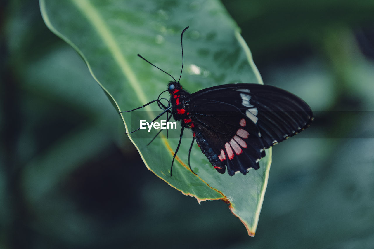 Butterfly on leaf