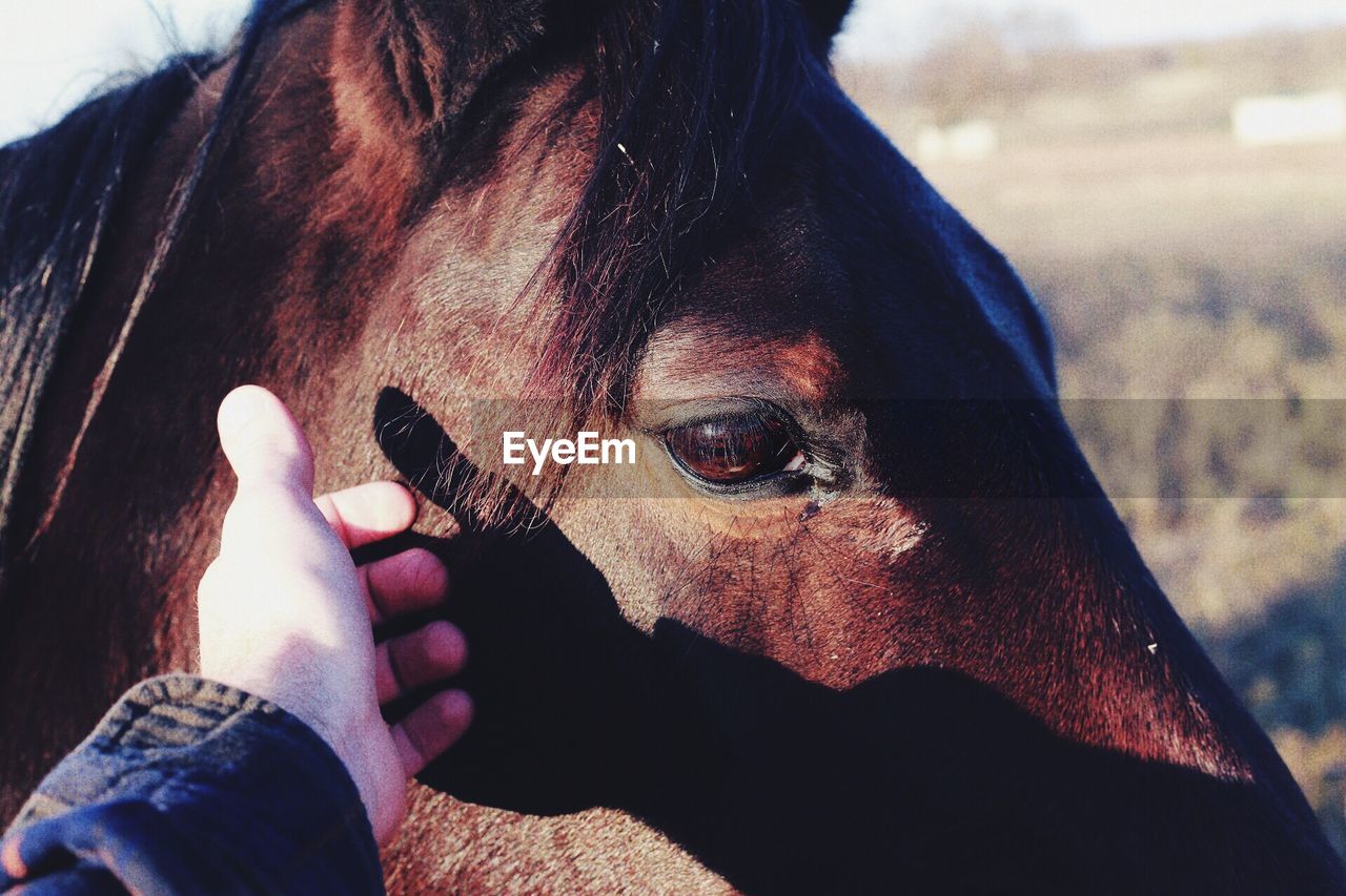 Cropped image of hand touching horse on sunny day