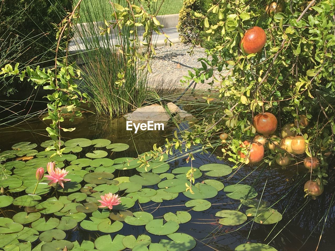 HIGH ANGLE VIEW OF FRUITS GROWING IN WATER