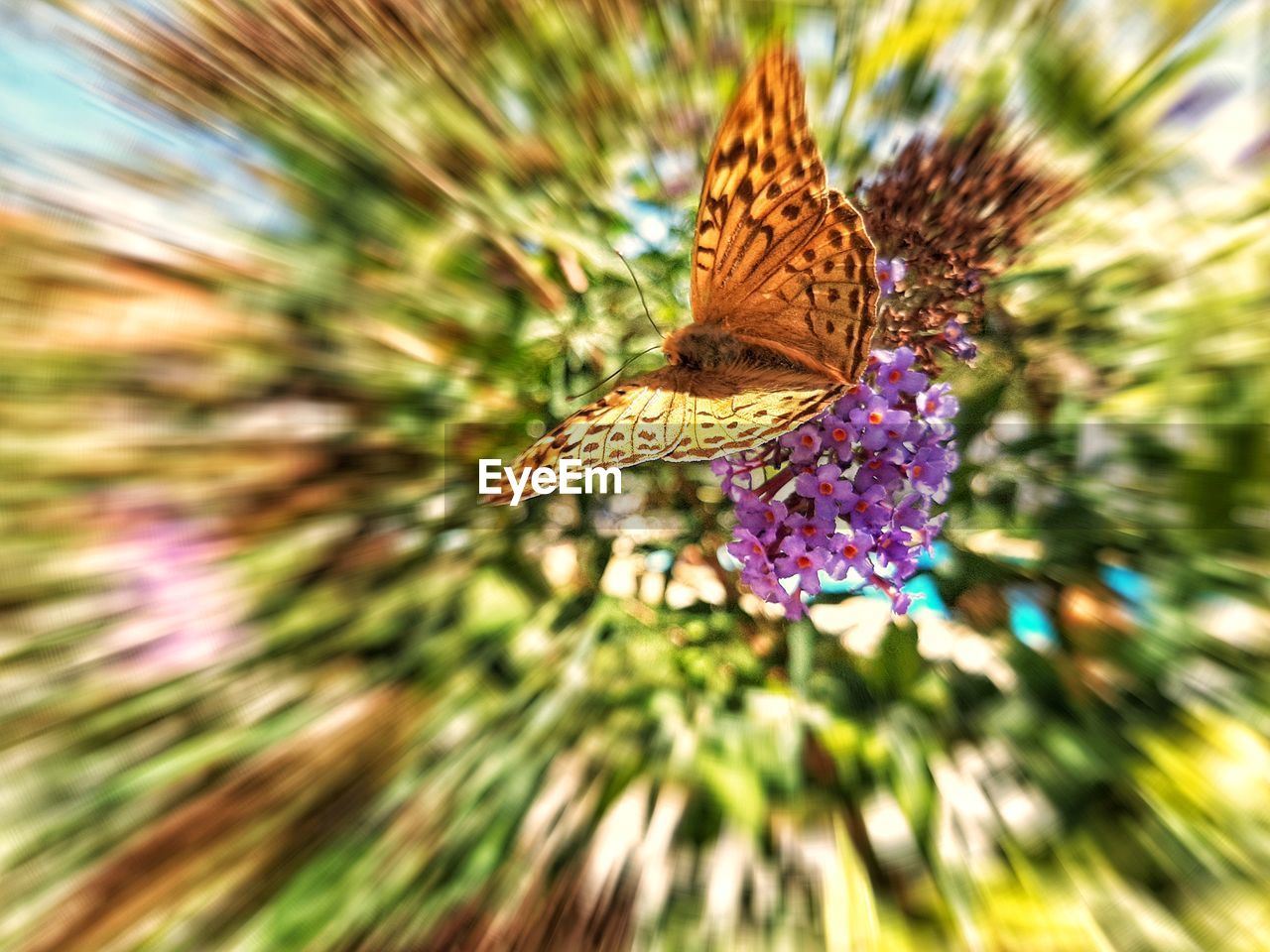 CLOSE-UP OF BUTTERFLY ON FLOWER