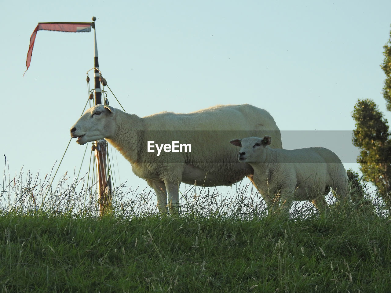 Sheep with lamb on grassy field